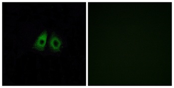 Olfactory receptor 13C3 rabbit pAb