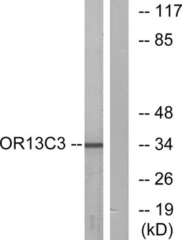Olfactory receptor 13C3 rabbit pAb