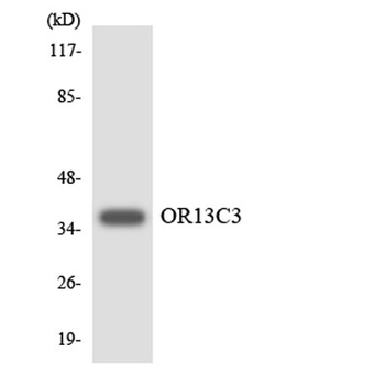 Olfactory receptor 13C3 rabbit pAb