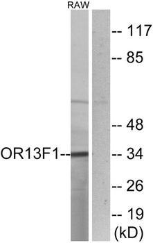 Olfactory receptor 13F1 rabbit pAb