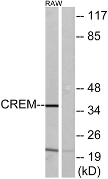 CREM antibody