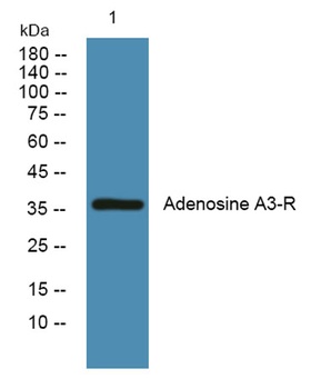 Adenosine A3-R rabbit pAb