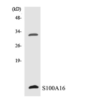 S-100A16 antibody