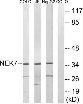 Nek7 antibody