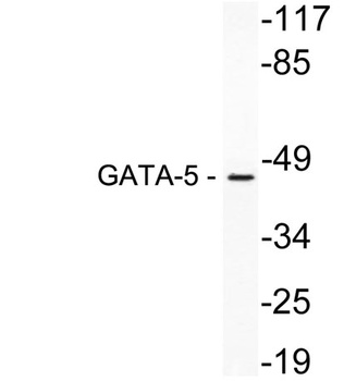 GATA-5 antibody