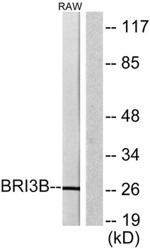 KG19 rabbit pAb