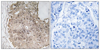 PARP-4 rabbit pAb Antibody