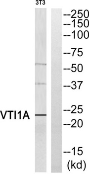 v-SNARE Vti1a antibody