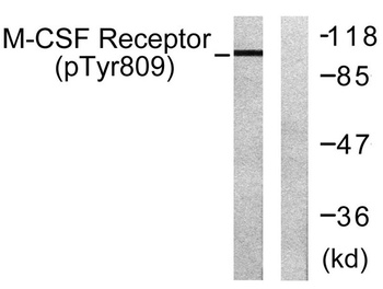 c-Fms (phospho-Tyr809) antibody