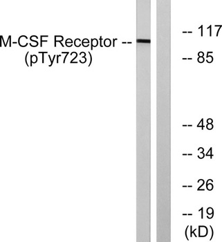 c-Fms (phospho-Tyr723) antibody