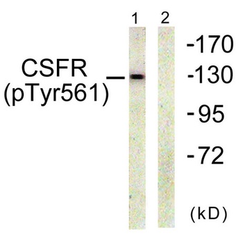 c-Fms (phospho-Tyr561) antibody