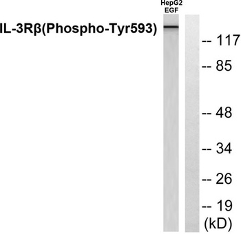 IL3Rbeta (phospho-Tyr593) antibody