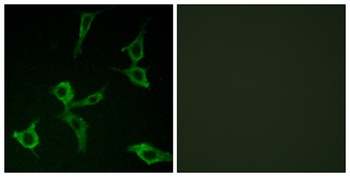 Olfactory receptor 2AG1/2 rabbit pAb