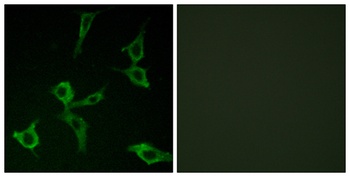 Olfactory receptor 2AG1/2 antibody