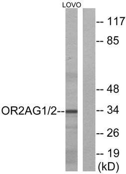 Olfactory receptor 2AG1/2 antibody