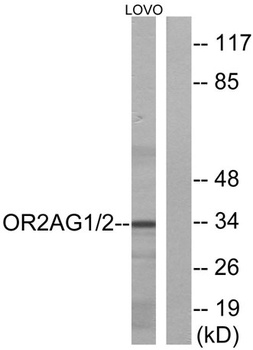 Olfactory receptor 2AG1/2 rabbit pAb