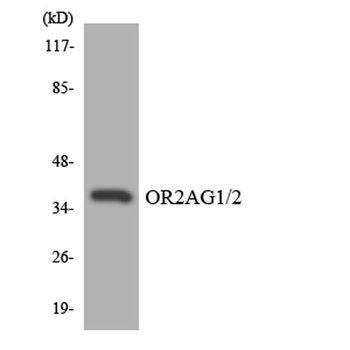 Olfactory receptor 2AG1/2 antibody