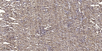 Csk (phospho Ser364) rabbit pAb