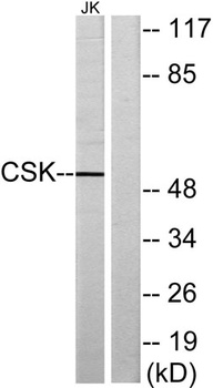 Csk rabbit pAb