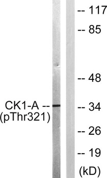 Casein Kinase Ialpha (phospho-Tyr321) antibody