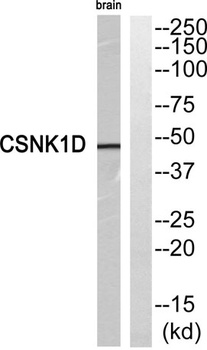 Casein Kinase Iδ rabbit pAb