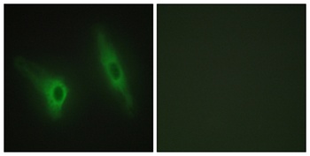 Casein Kinase Iε rabbit pAb