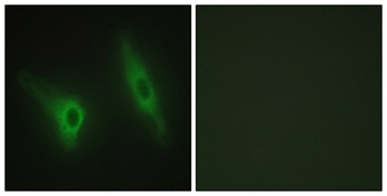 Casein Kinase IEpsilon antibody