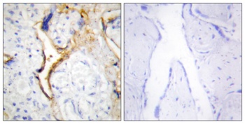 Casein Kinase Iε rabbit pAb