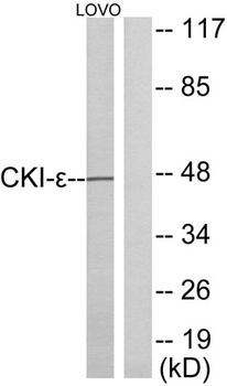 Casein Kinase Iε rabbit pAb