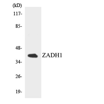 PTGR2 rabbit pAb