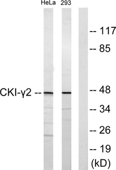 Casein Kinase Iγ2 rabbit pAb