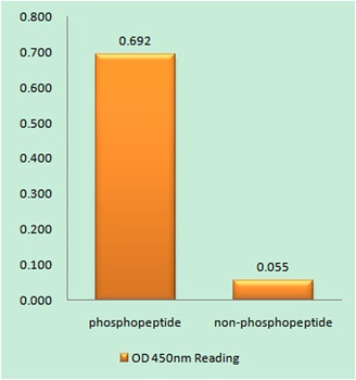 Casein Kinase IIα (phospho Tyr255) rabbit pAb