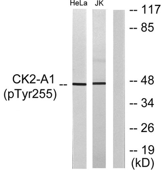 Casein Kinase II alpha (phospho-Tyr255) antibody