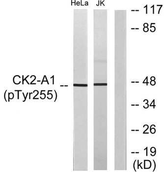 Casein Kinase IIα (phospho Tyr255) rabbit pAb