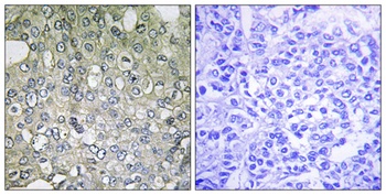AR-α1D rabbit pAb