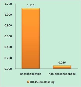 Casein Kinase IIβ (phospho Ser209) rabbit pAb