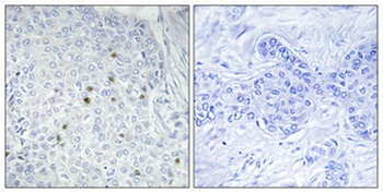 ZNF785 antibody