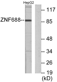 ZNF785 rabbit pAb