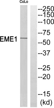 Eme1 antibody