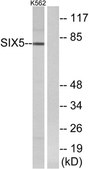 Six5 rabbit pAb