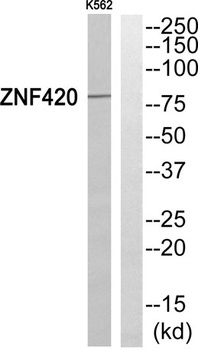 ZNF420 rabbit pAb