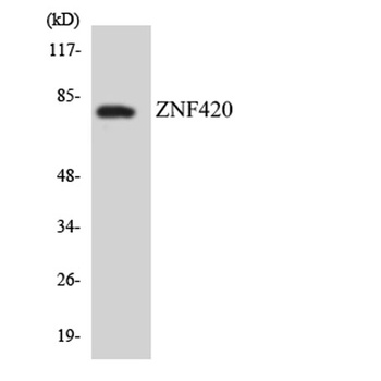 ZNF420 rabbit pAb