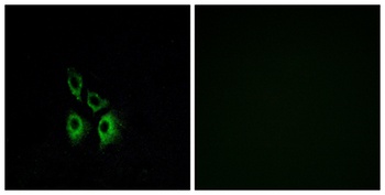 AR-α1A rabbit pAb