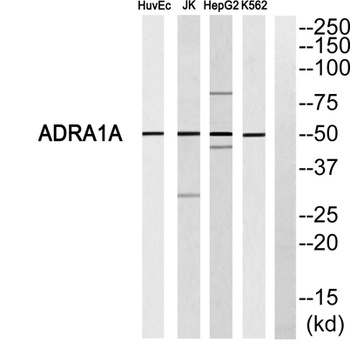 AR-alpha 1A antibody