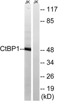 CtBP1 rabbit pAb
