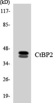 CtBP2 rabbit pAb