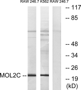 Mob3C antibody