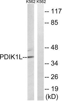 PDIK1L rabbit pAb