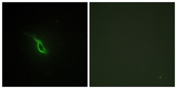 AR α2A rabbit pAb