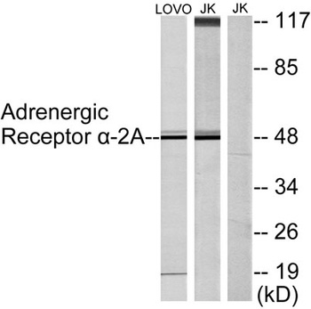 AR alpha 2A antibody